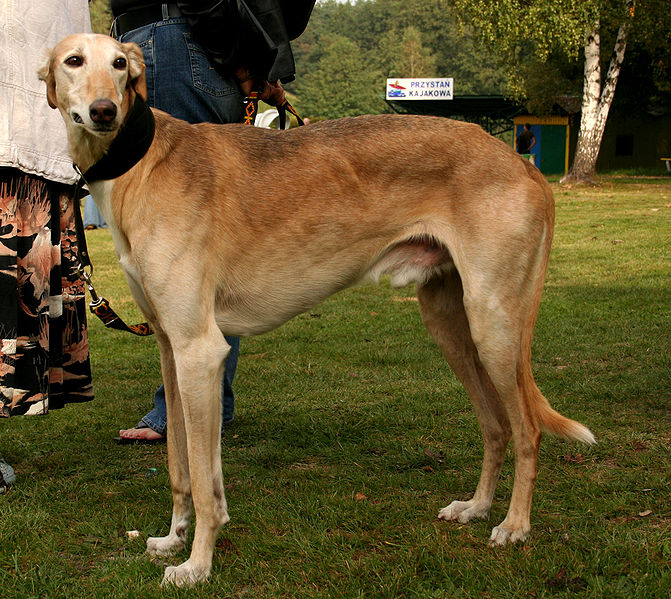 Greyhound dog 04