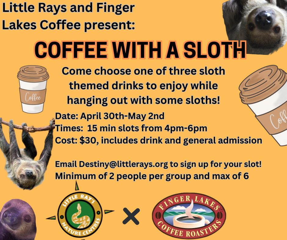 Little Rays and Finger Lakes Coffee present COFFEE WITH A SLOTH 1